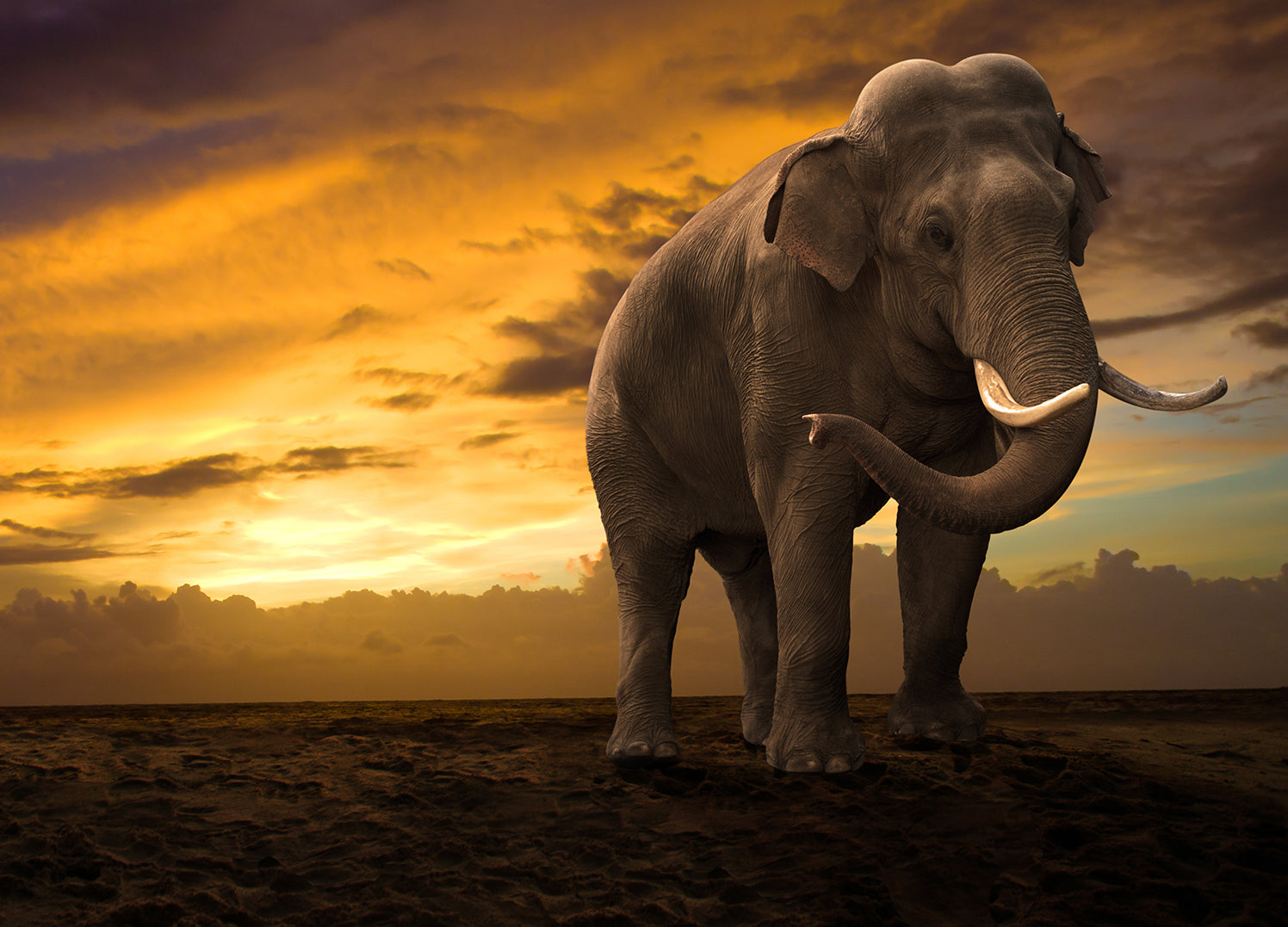 Canvastavla - Elefant