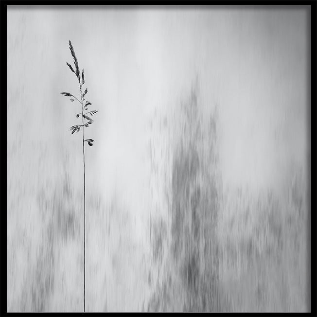Poster - Shade in The Field