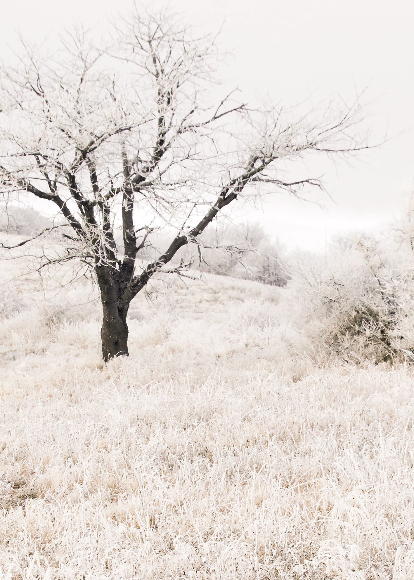 Canvastavla - Lonely tree on a field