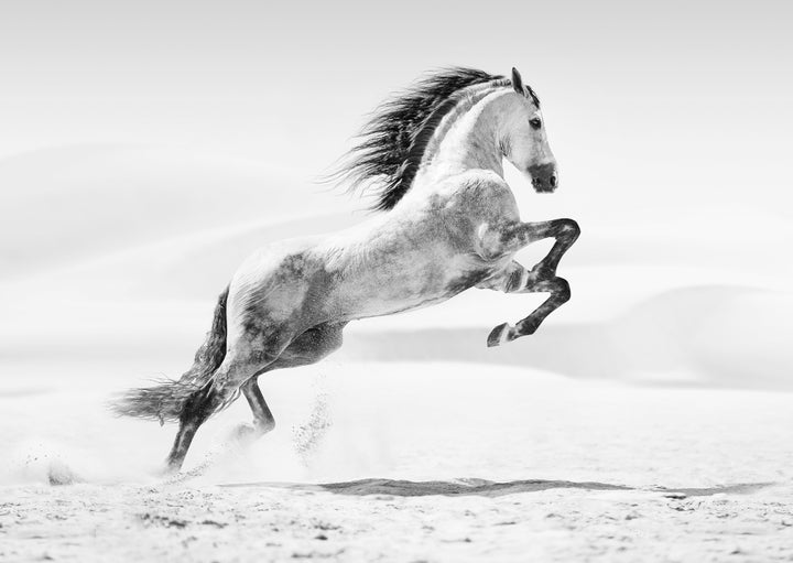 Poster - Galopp