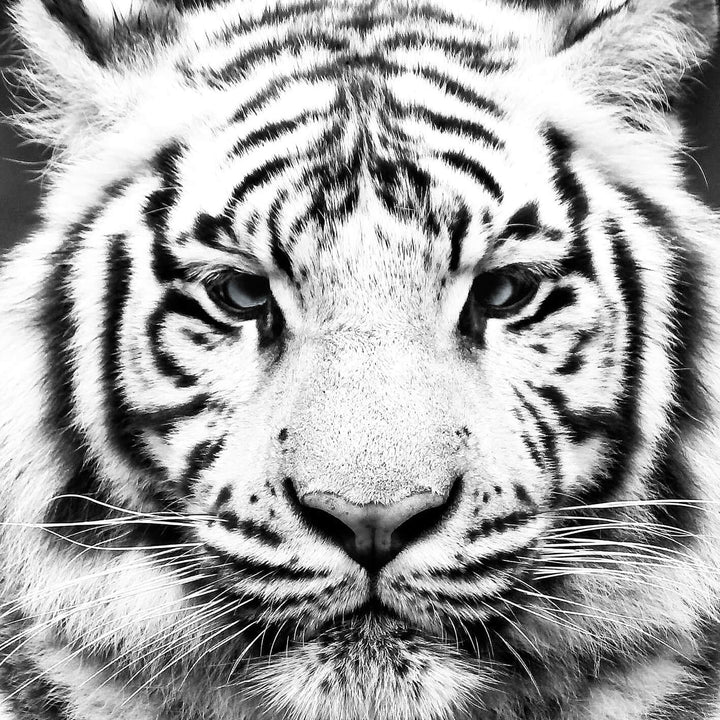 Canvastavla - Tiger