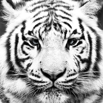 Ljuddämpande tavla - Tiger