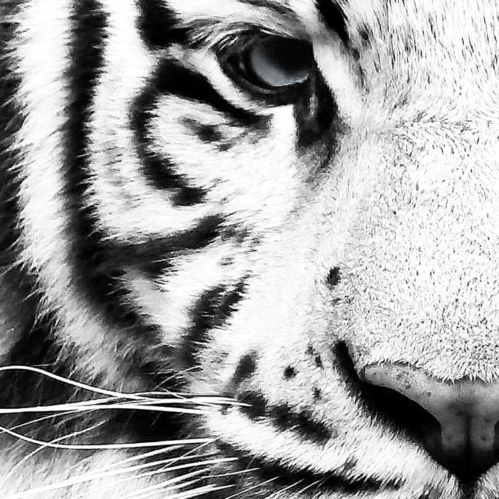 Canvastavla - Tiger