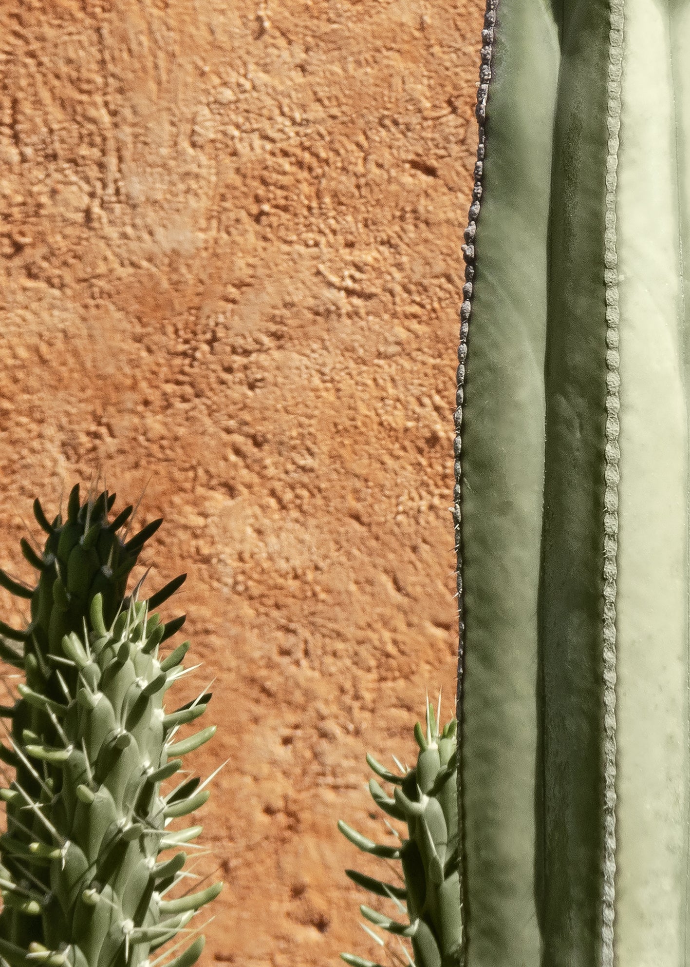 Canvastavla - Cactus Plant